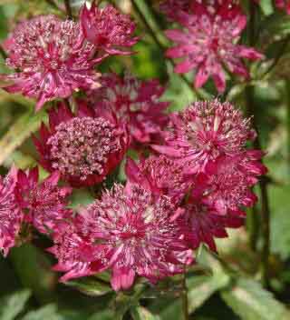 Astrantia major Claret - Deep red flowers.